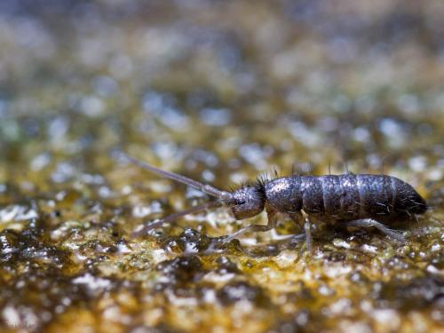 Tomocerus minor