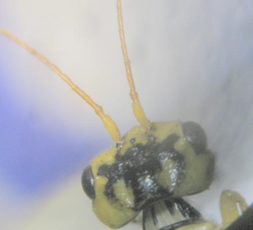 Réf. 97 025 : Pamphilius histrio
