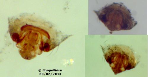 Tenuiphantes zimmermanni