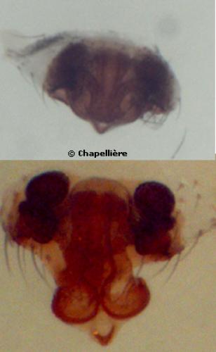 Microneta viaria