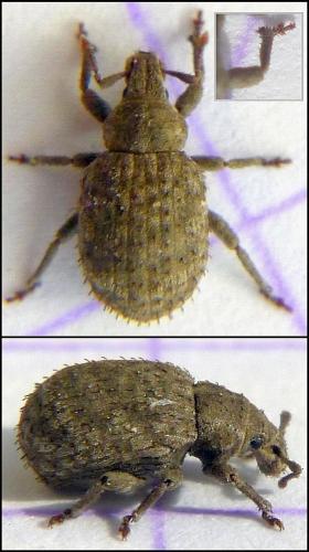 Réf. 97 462 : Romualdius angustisetulus