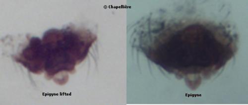 Centromerus brevipalpus