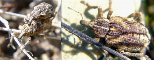 Réf. 97 006 : Brachypera dauci