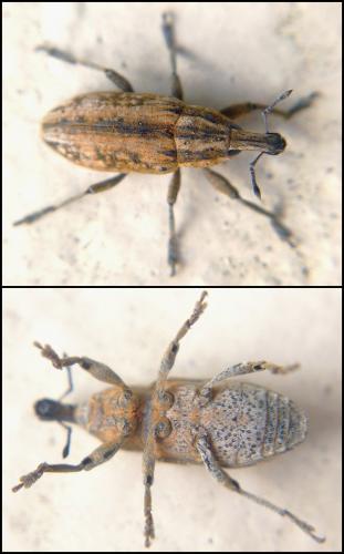 Réf. 97 060 : Mecaspis alternans
