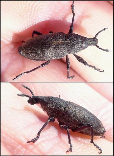 Rhabdorrhynchus seriegranosus