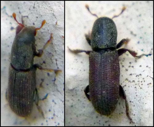 Réf. 97 903 : Hylastes sp.