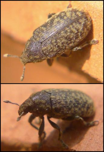 Bangasternus provincialis