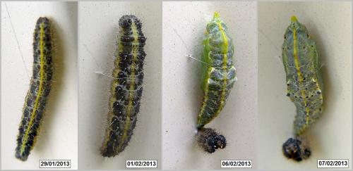 Pieris brassicae