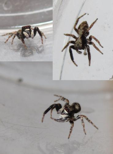 Pseudeuophrys lanigera