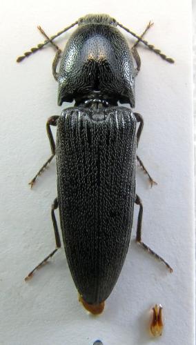 Melanotus sulcicollis