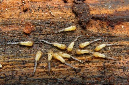 Forcipomyia sp.