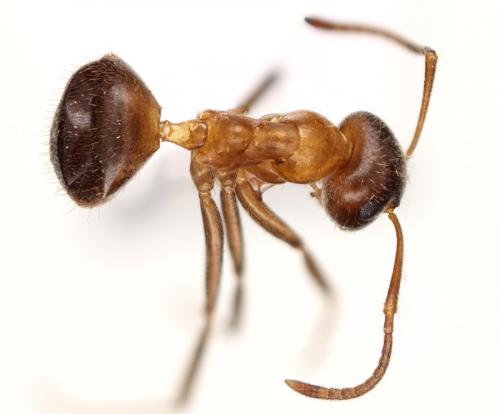Lasius emarginatus