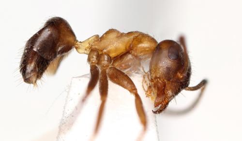 Lasius emarginatus