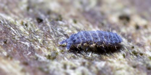 Neanura muscorum