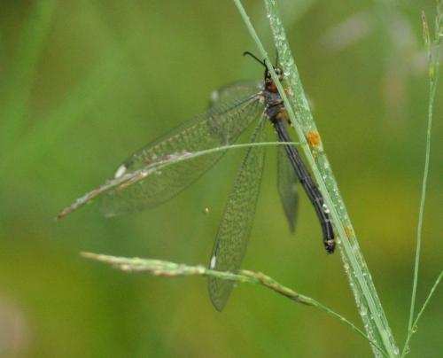 Réf. 97 028 : Myrmeleon formicarius