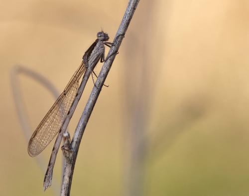 Réf. 97 388 : Sympecma fusca