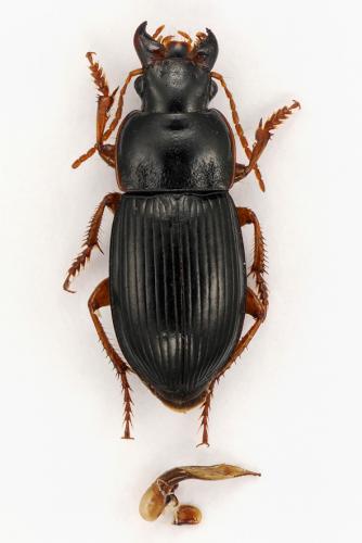 Réf. 97 121 : Harpalus latus