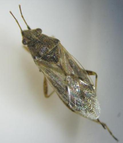 Réf. 97 344 : Nysius sp.