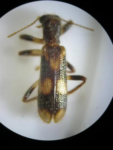 Réf. 97 386 : Opilo mollis
