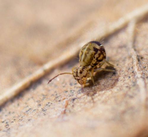 Calvatomina sp.