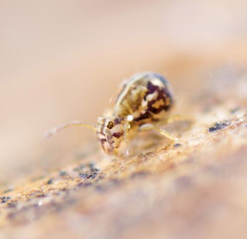 Réf. 97 703 : Calvatomina sp.