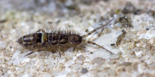Orchesella cincta