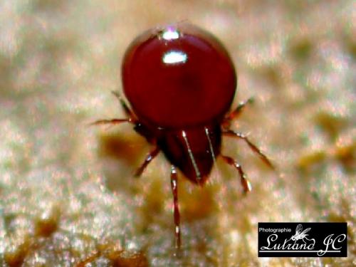 Réf. 97 432 : Ceratoppia sp.