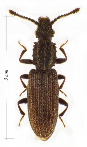 Oryzaephilus mercator