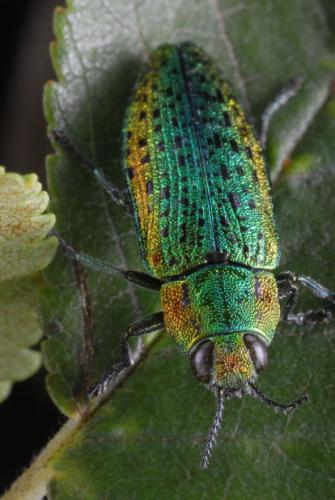 Lamprodila mirifica