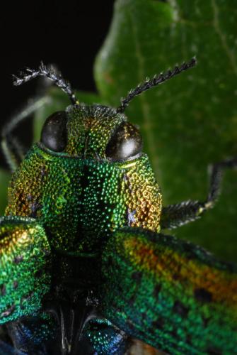 Lamprodila mirifica