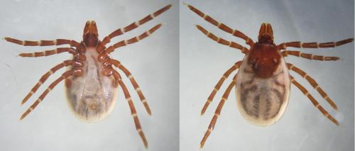 Pholeoixodes hexagonus