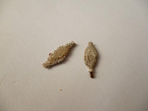Phereoeca sp.