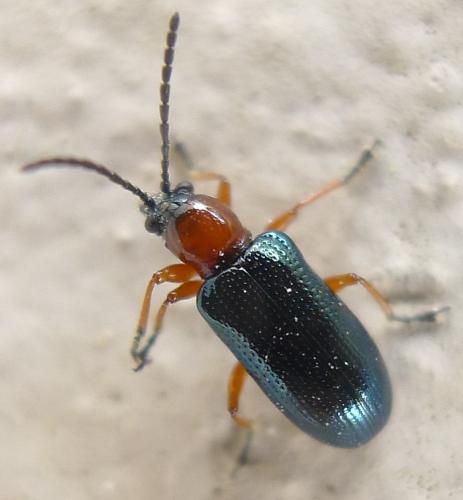 Réf. 97 005 : Oulema sp.