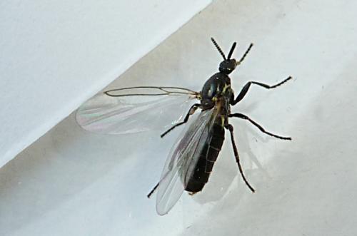 Réf. 97 133 : Scatopse notata