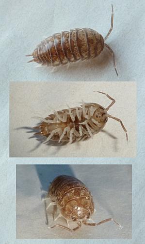 Réf. 97 481 : Cylisticus convexus
