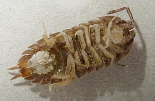 Réf. 97 492 : Cylisticus convexus