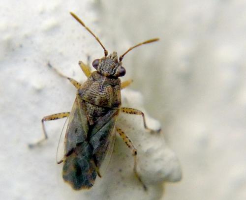Réf. 97 359 : Nysius sp.