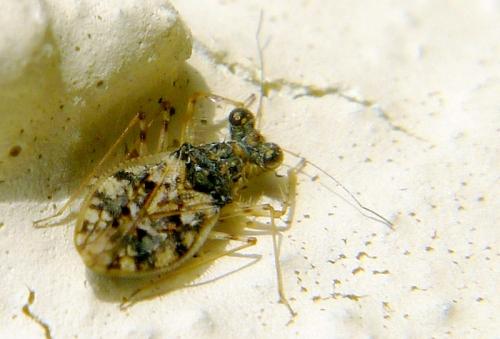 Leptopus marmoratus