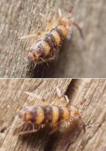 Réf. 97 212 : Willowsia platani