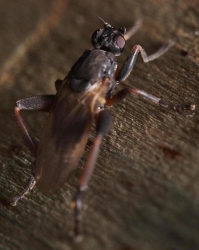 Réf. 97 240 : Sphaerocera curvipes