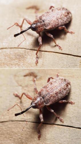 Réf. 97 774 : Dorytomus longimanus