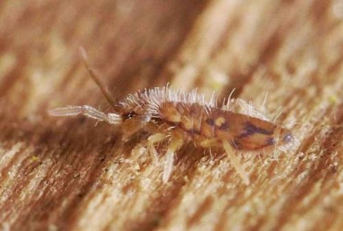 Entomobrya intermedia
