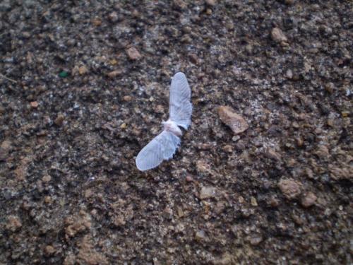Mysidia sp.