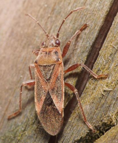 Réf. 97 473 : Arocatus roeselii