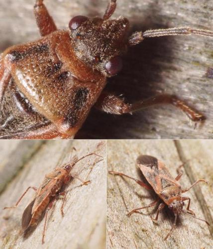 Arocatus roeselii