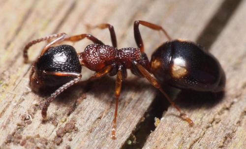Réf. 97 543 : Dolichoderus quadripunctatus