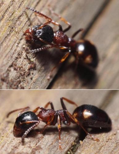 Réf. 97 544 : Dolichoderus quadripunctatus