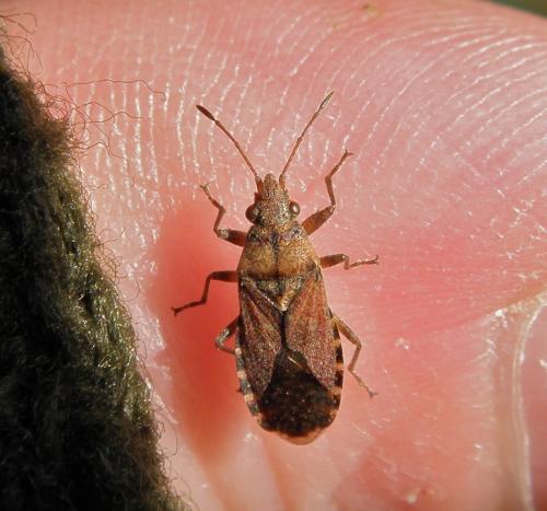 Réf. 97 514 : Orsillus depressus