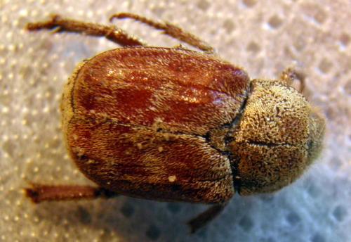 Hoplia trifasciata