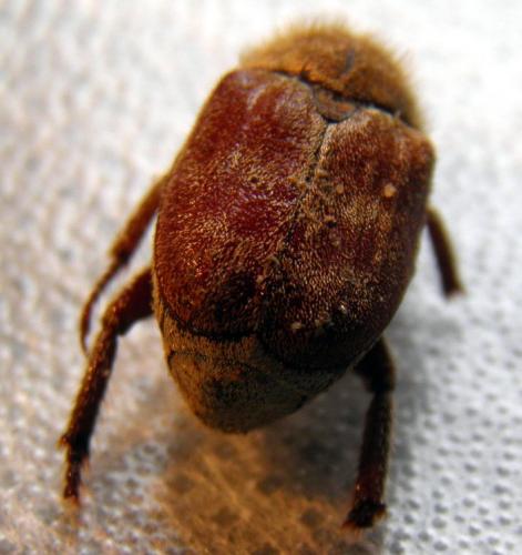 Hoplia trifasciata